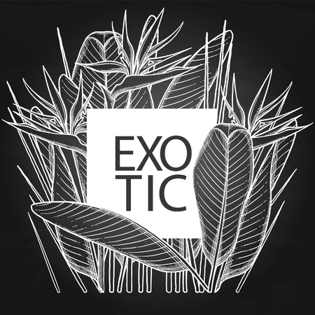 Graphic strelitzia cardのイラスト素材