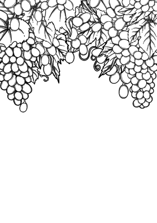 Graphic bunches of grapes hanging on the branchのイラスト素材