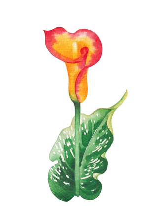Watercolor leaves and Calla Lily flowers in yellow and red colorsの写真素材