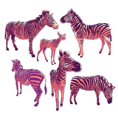 Graphic collection of zebras in bright colors drawn in the technique of rugh brushのイラスト素材