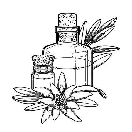 Graphic essential oil bottles decorated with edelweiss leaves and flowers. Vector botanical design isolated on white backgroundのイラスト素材