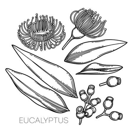 Collection of graphic eucalyptus flowers and leaves.のイラスト素材