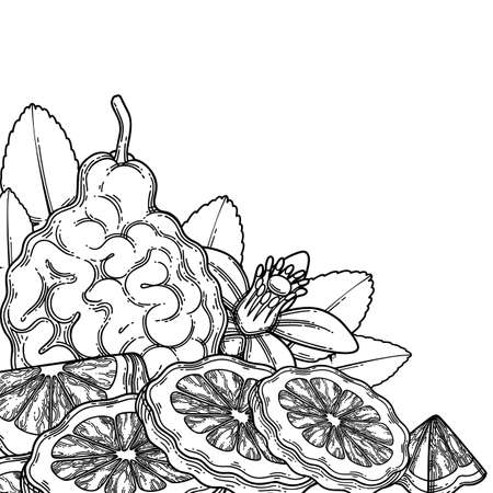 Graphic whole and sliced bergamot fruits, leaves and flowerのイラスト素材