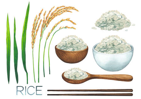 Watercolor rice collection isolated on white backroundの写真素材