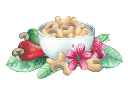 Watercolor bowl of cashew nuts decorated with fruits, flowers and leaves.の写真素材
