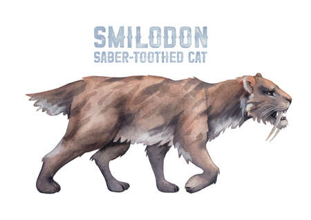 Watercolor saber-toothed cat isolated on white background.の写真素材