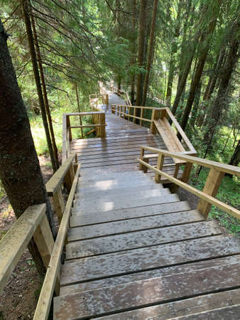 Wooden ladder among the tall tree trunks in the forest