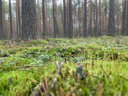 Ground overgrown with green moss, grass and tree trunks