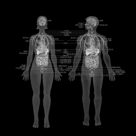 Watercolor male and female human bodies with internal organs and a cardiovascular systems