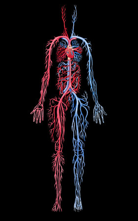 Illustration showing human circulatory system with red arteries and blue veins