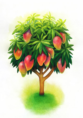 Watercolor tree with a lush, round crown with large red mangoesの写真素材
