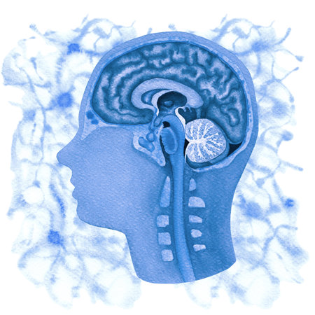Watercolor illustration of a human brains and a nervous system with an abstract neuron connections...