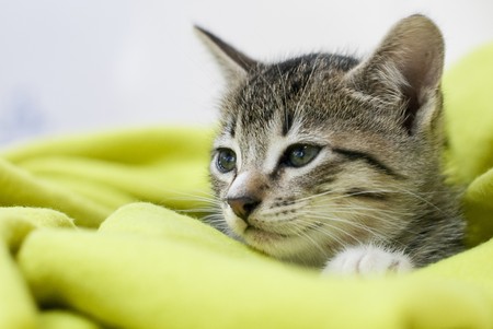 Sleepy cat wrapped in a green blanket.の写真素材