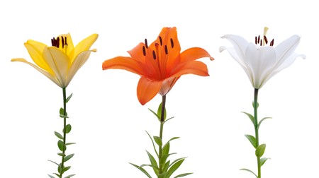 Three fresh lilys isolated on a white background.の写真素材