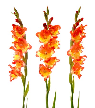 Red and yellow beautiful gladiolus isolated on white background.の写真素材