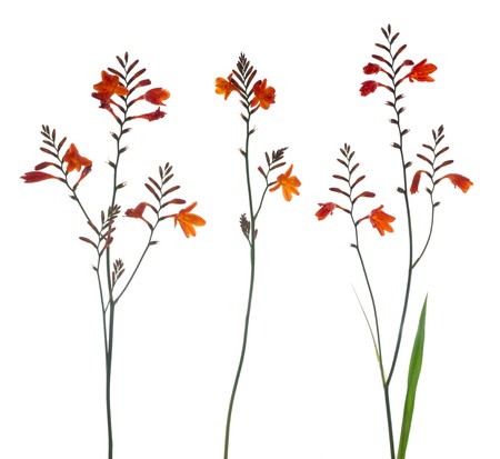 Orange Marsh Gladiolus flowers isolated against white.の写真素材