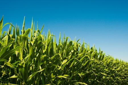 Perspective low view of a corn field on a sunny day.の写真素材