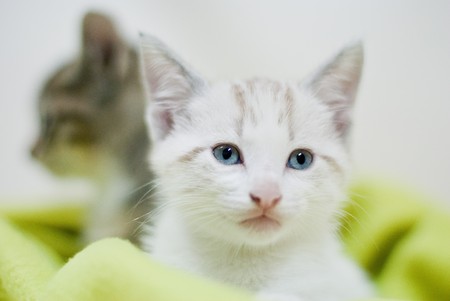 Sleepy white cat wrapped in a green blanket.の写真素材