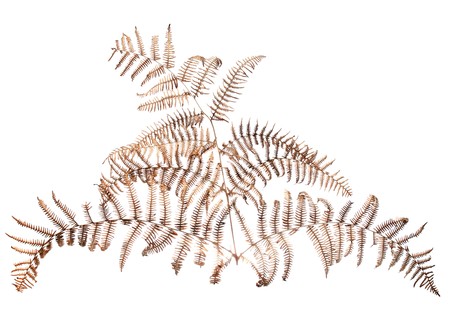 Dead fern leaf isolated on white background.の写真素材