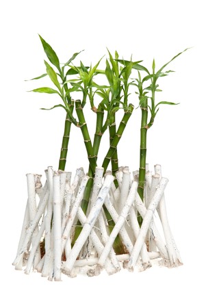 Green bamboo isolated on white background.の写真素材