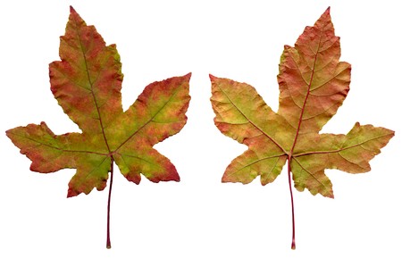 Two maple leaves isolated on a white background.の写真素材