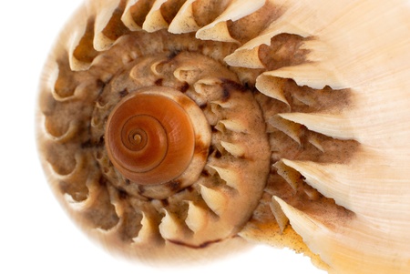 Sea Sea shell macro detail isolated on white background.の写真素材