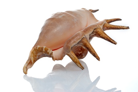 cockleshell isolated on white background.