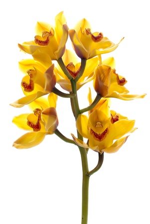 fresh bright yellow orchid isolated on white background.の写真素材