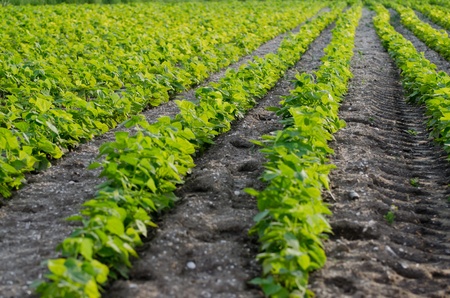 Green beans plants aligned in rows.の写真素材