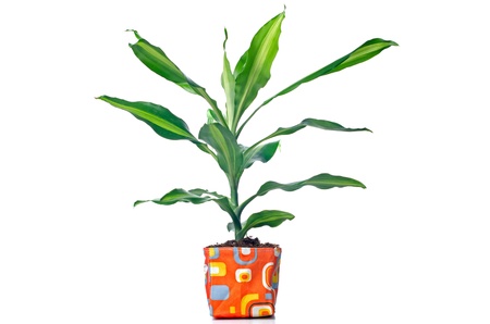 Houseplant in modern plastic pot isolated on white background.の写真素材