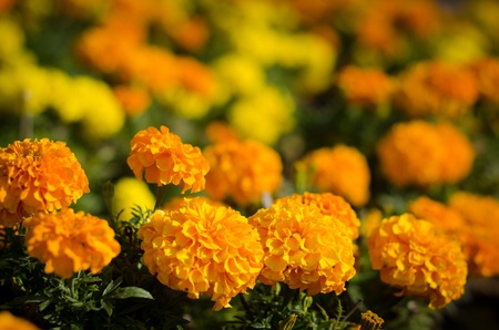 Marigold flower in yellow and orange color.の写真素材
