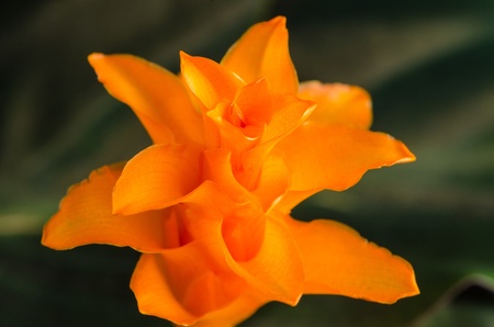 Closeup of Eternal flame flower  calathea crocata  