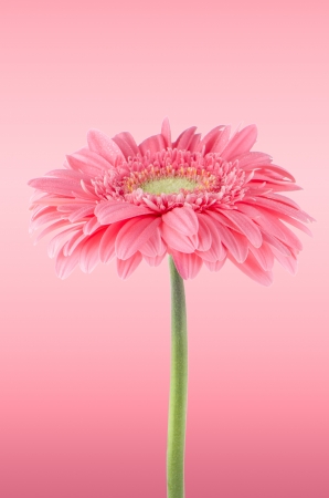 Pink gerbera daisy flower on pink background.のeditorial素材