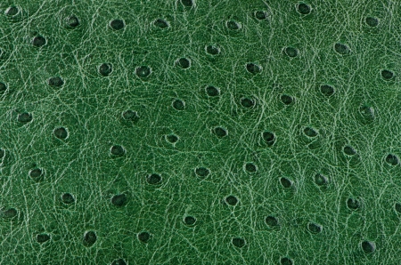Green leather texture closeup detailed background.の写真素材