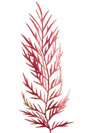 Christmas decoration branch with red leaves on white background.の写真素材