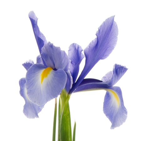 Closeup of purple lily flower isolated on white background.の写真素材