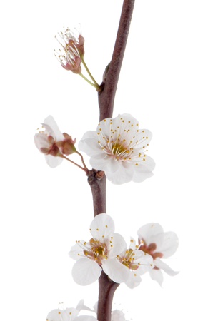 Spring cherry blossom,Closeup, isolated on white background.の写真素材