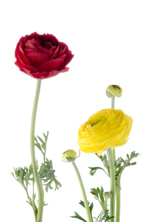 Beautiful red and yellow eustoma flowers isolated on white background.の写真素材