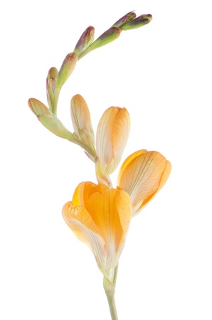 Beautiful lilies isolated on white background.の写真素材