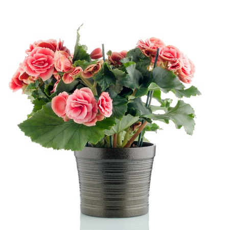 Pink begonia plant in a dark flowerpot on white background.の写真素材