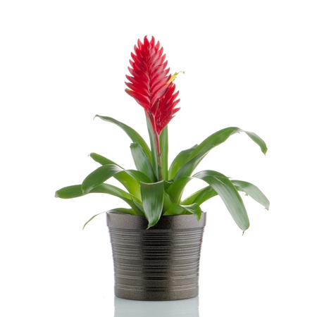 Red bromelia flower on white background.の写真素材
