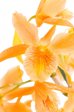 Closeup of orange dendrobium flower on white background.の写真素材