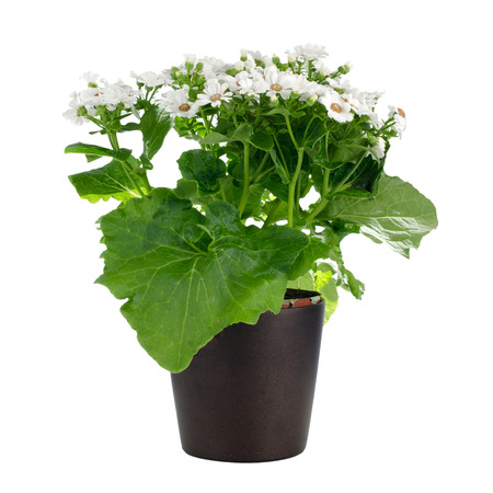 Blooming beautiful white flowers in a black flowerpot on white background.の写真素材