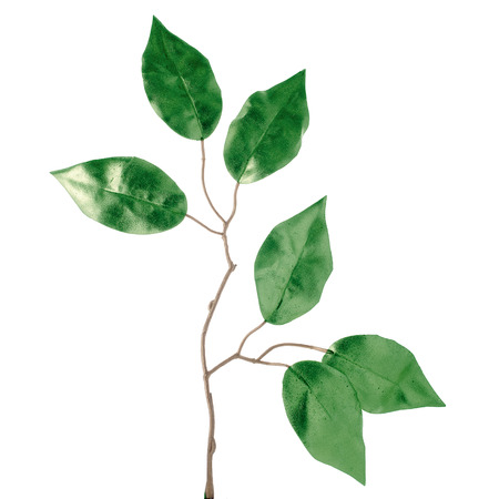 Christmas decorative green leaves isolated on white background.の写真素材