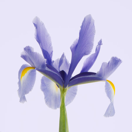 Closeup of purple lily flower on purple.の写真素材