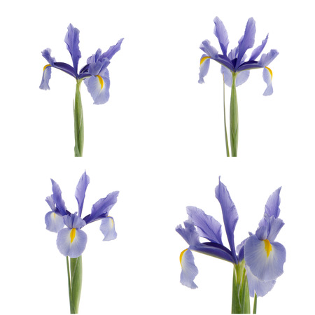 Closeup of purple lily flowers isolated on white background.の写真素材