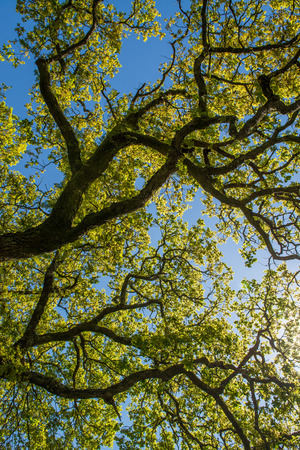 Green leaves on blue sky, spring scene.の写真素材