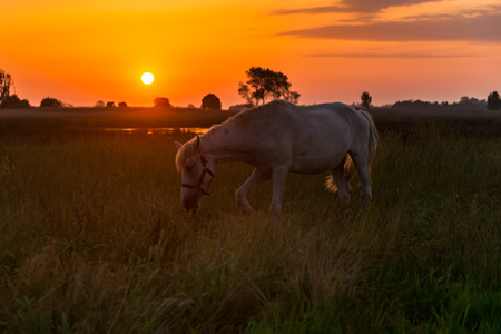 Horse grazing on pasture at beautiful sunset.の写真素材