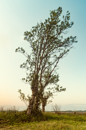 Rural autumn  scene with tree at sunset.の写真素材
