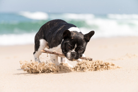 French bulldog with a stick on the beachの写真素材